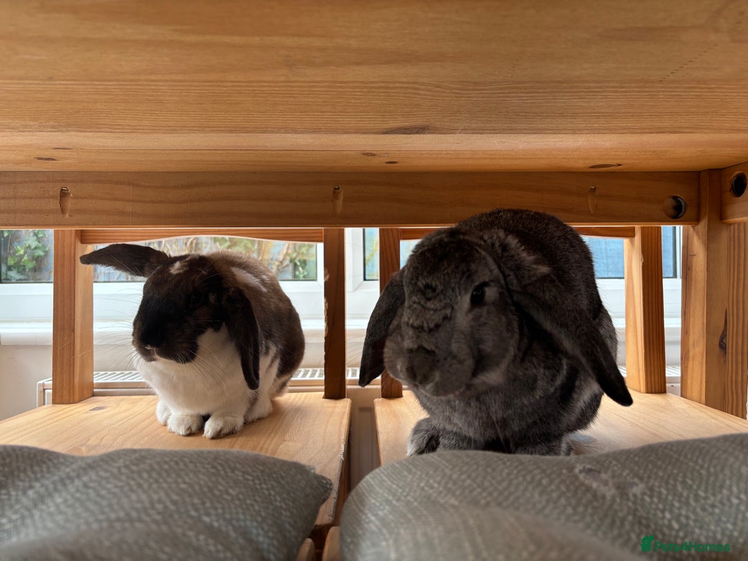 Mixed Breed rabbits for sale: 2 female rabbits  - Advert 2
