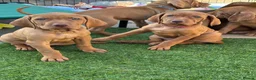 Hungarian Vizsla dogs for sale: Pedigree Hungarian Wirehaired Vizsla puppies - Advert 8