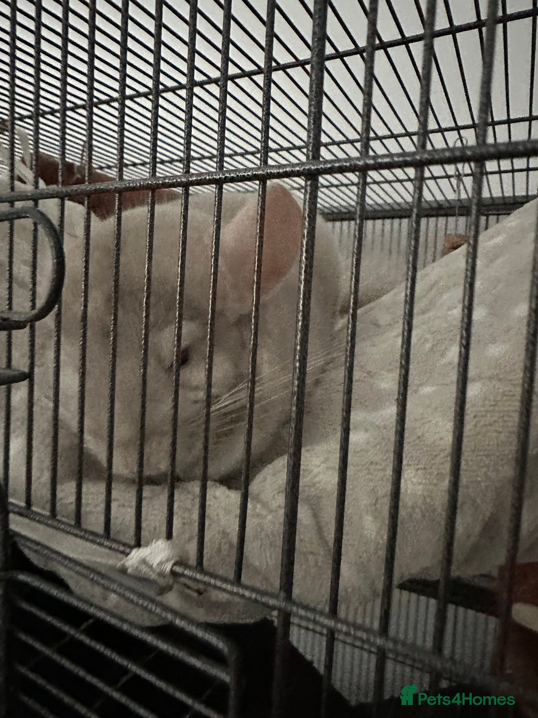 Chinchilla rodents for sale: 2 Male Brothers To Stay Together 8 Months Old - Advert 6