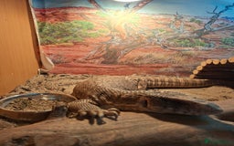 Monitor reptiles for sale: Bosc monitor lizard savvy  - Image 3