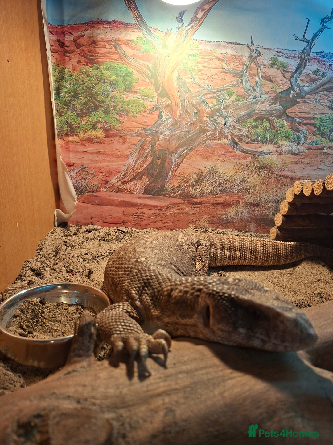Monitor reptiles for sale: Bosc monitor lizard savvy  - Image 3