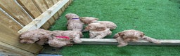 Cockapoo dogs for sale: F1 Miniature Cockapoo  - Advert 23