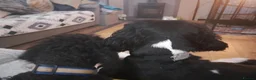 Cavapoo dogs for sale: F1 Cavapoo Puppies - Advert 3