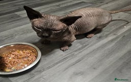 Sphynx cats for sale: Odd eyes bambino ,oddeyes elf shpynx  - Image 5