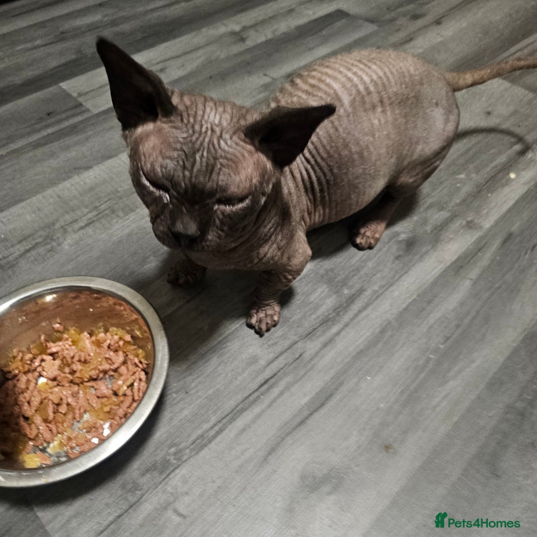 Sphynx cats for sale: Odd eyes bambino ,oddeyes elf shpynx  - Image 5