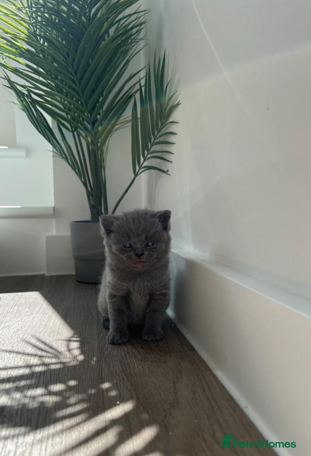 British Shorthair cats for sale: Beautiful British Shorthair Kittens  - Advert 4