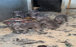 Whippet dogs for sale: Beautiful blue whippets  - Image 4