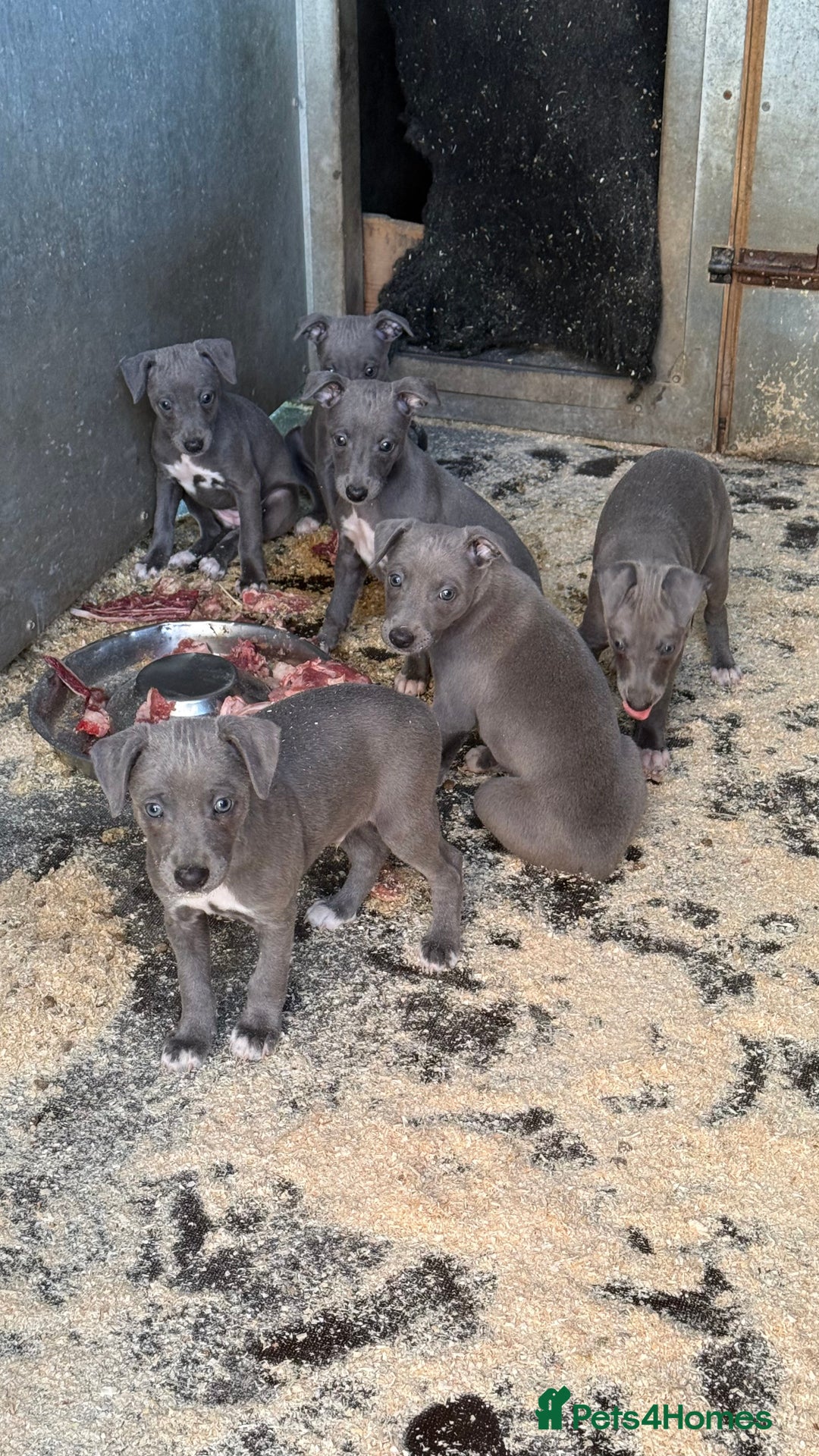 Whippet dogs for sale: Beautiful blue whippets  - Image 4