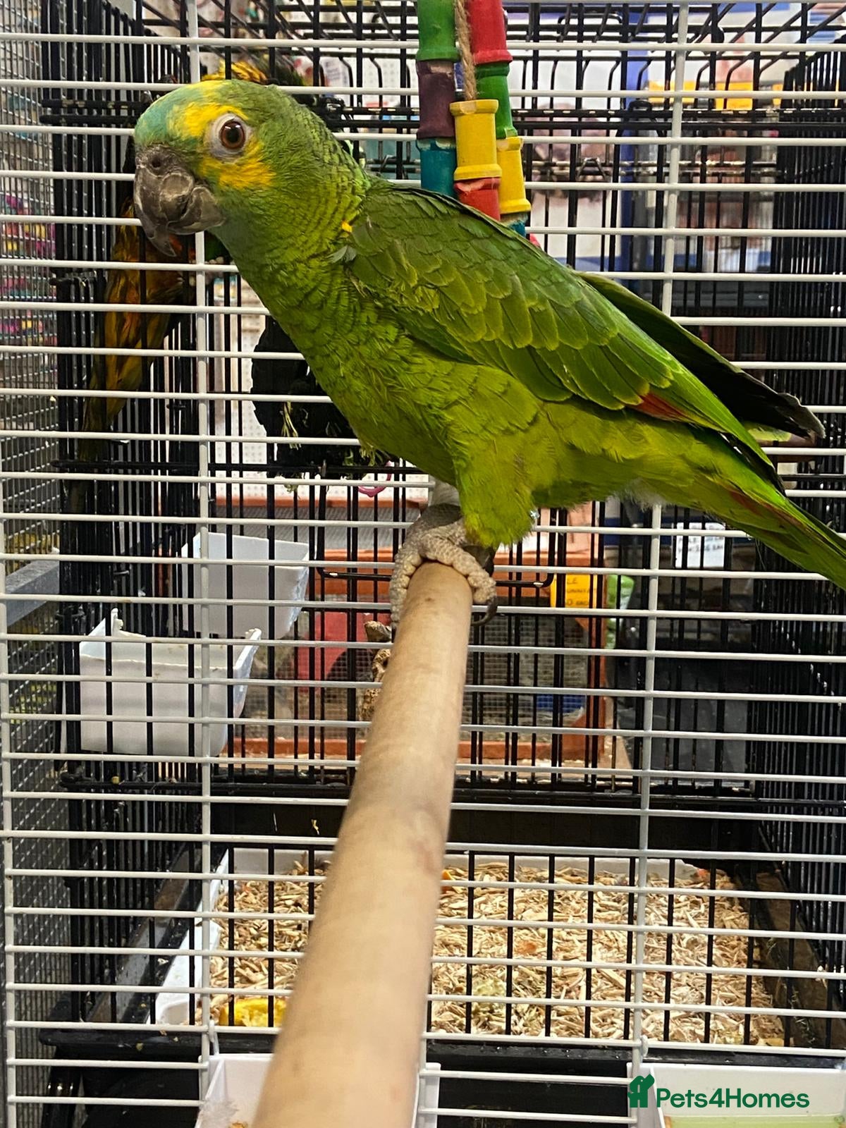 Parrots birds PARROTS/AMAZONS/PARAKEETS Available  - Advert 1
