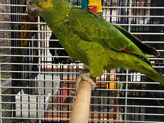 Parrots birds for sale: PARROTS/AMAZONS/PARAKEETS Available - Advert 1