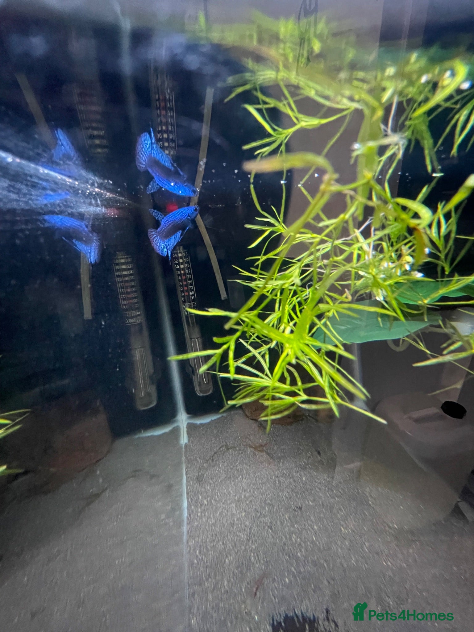 Bettas fish Betta sale!!  - Advert 19
