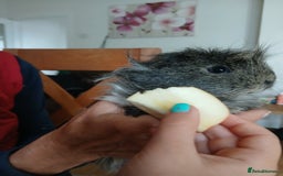 Guinea Pig rodents for sale: Male guinea pig - Image 1