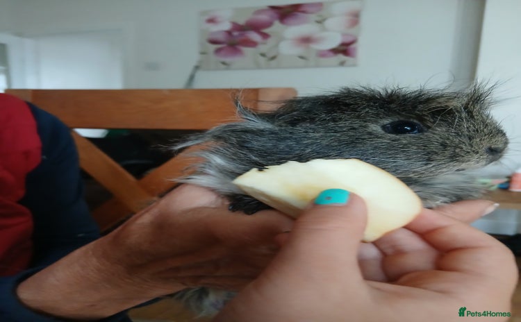 Guinea Pig rodents - Advert 6