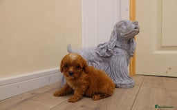 Cavapoo dogs for sale: F1 Cavapoo puppy's  - Image 6