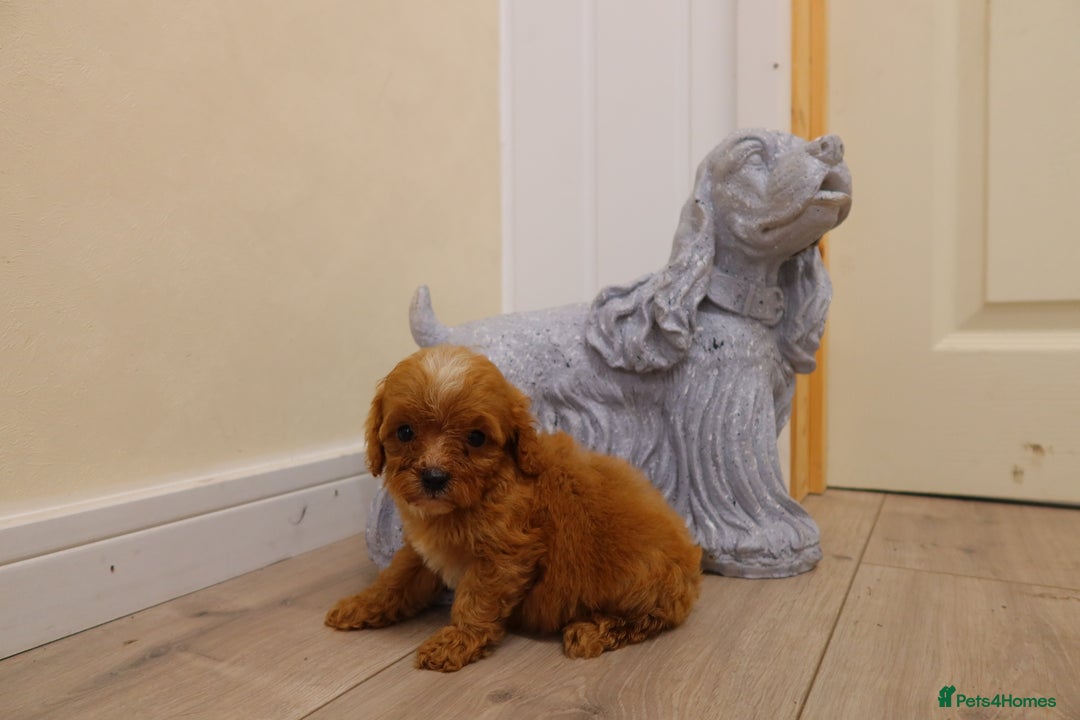 Cavapoo dogs for sale: F1 Cavapoo puppy's  - Image 6