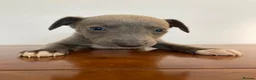 Whippet dogs for sale: Whippet puppies READY TO GO NOW  - Advert 7