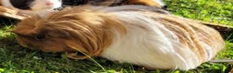 Guinea Pig rodents for sale: Guinea pigs with hutch in Perth - Advert 3