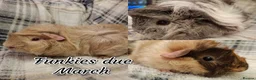 Guinea Pig rodents for sale: Gorgeous Silver Agouti Baby Boar - Advert 8
