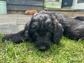 Labradoodle dogs Wonderful labradoodle puppies - Advert 2