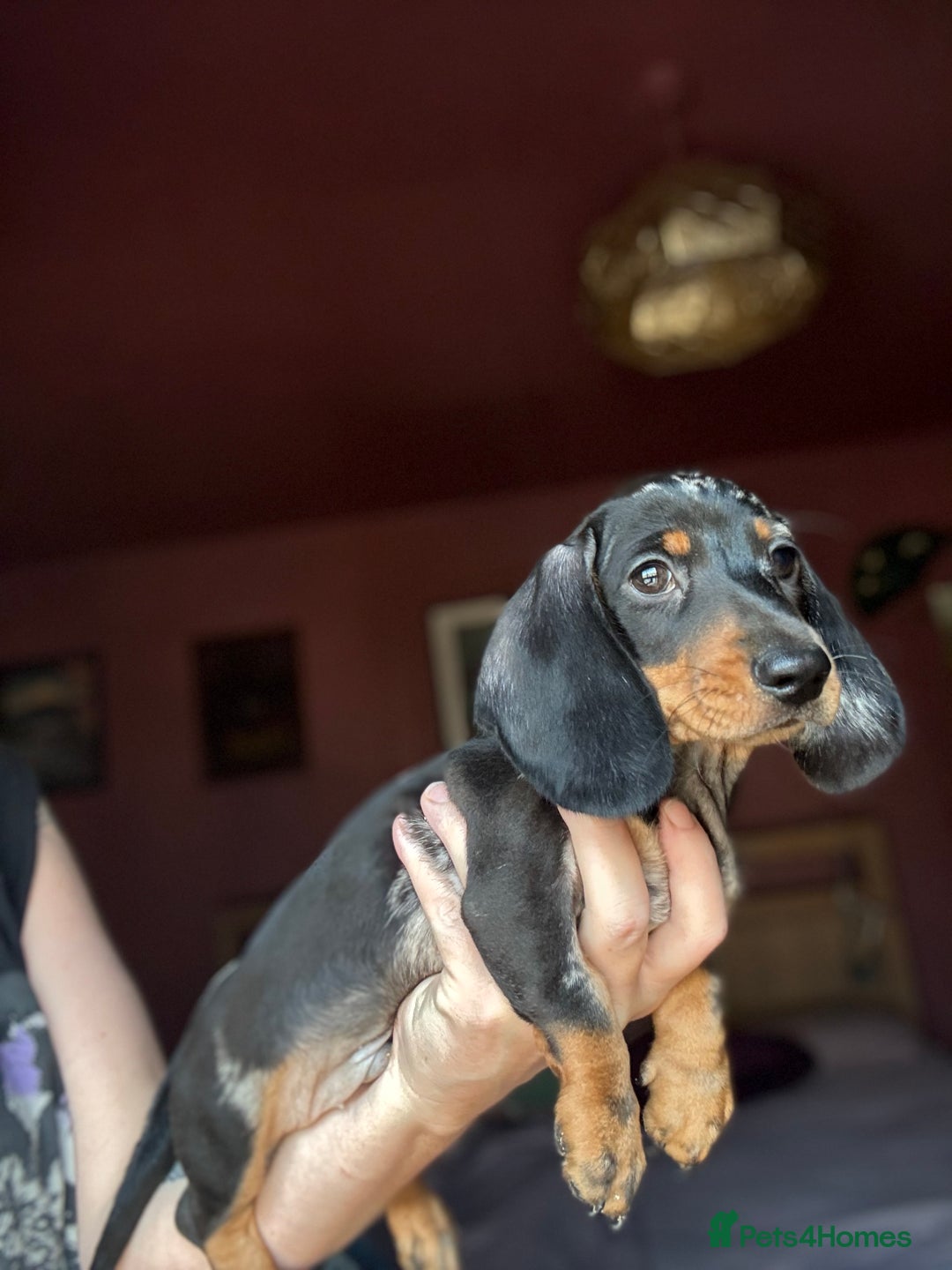 Dachshund dogs for sale: Kc reg first vac chipped licensed bundles of love  - Image 6