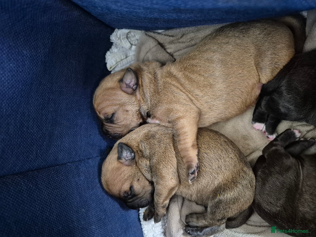 Mixed Breed dogs for sale: Bullmastiff x puppies 🐶  - Image 3