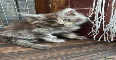 Maine Coon cats - Advert 4