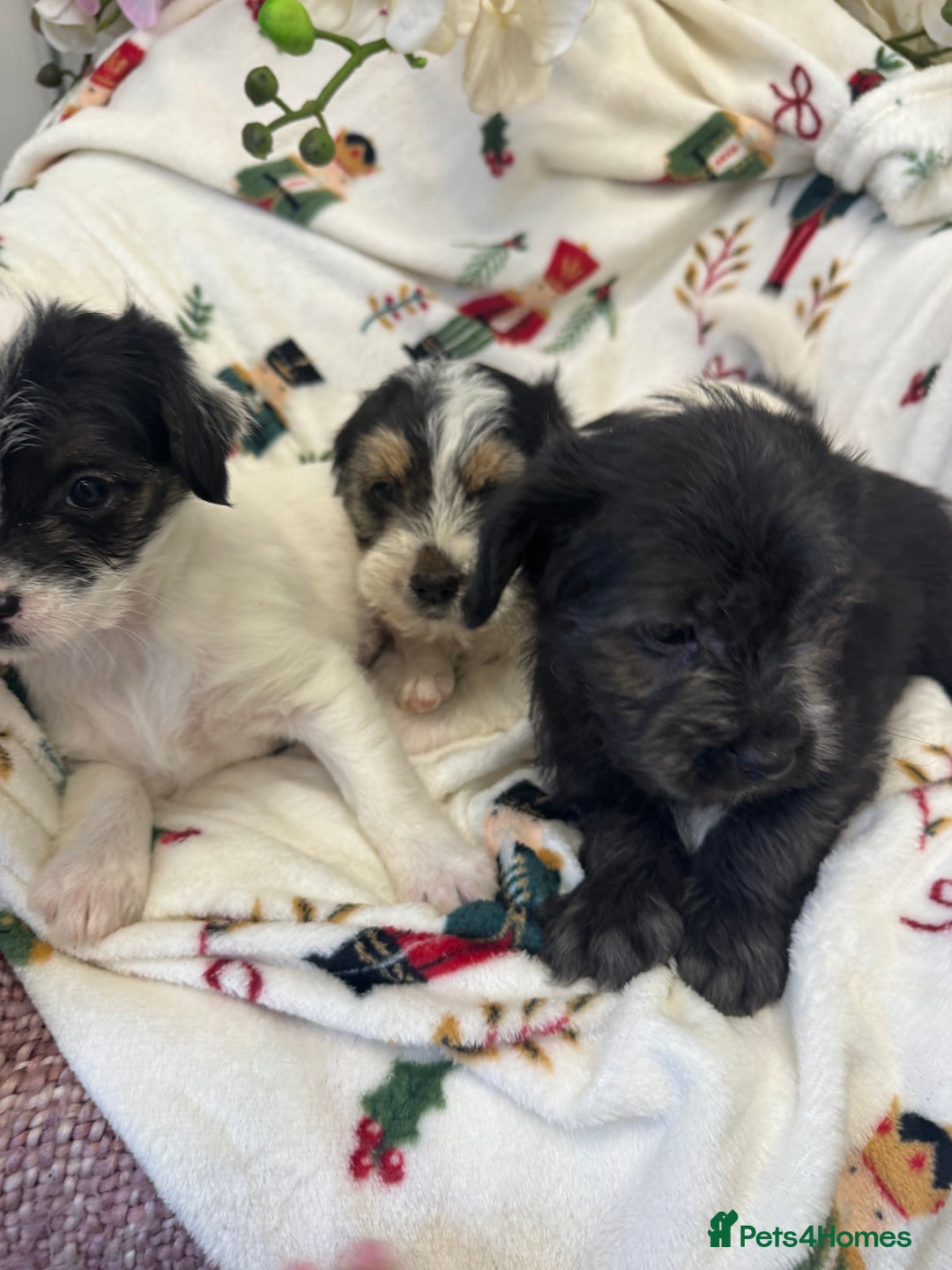 Jack Russell dogs for sale: Jack Russell  x Shitzu puppies  - Advert 8