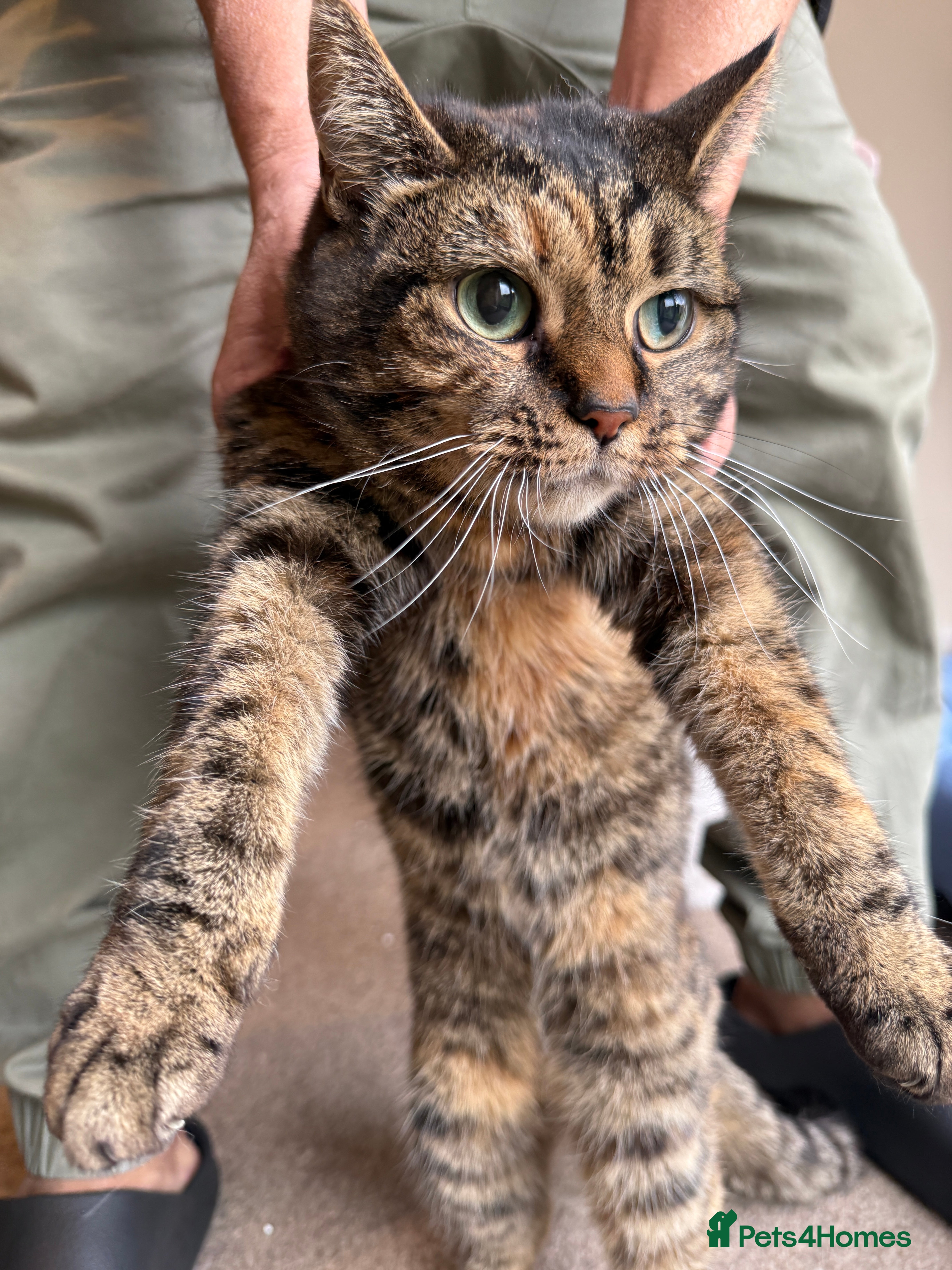 Mixed Breed cats [Indoors Only] Ivy sweetheart - Advert 1