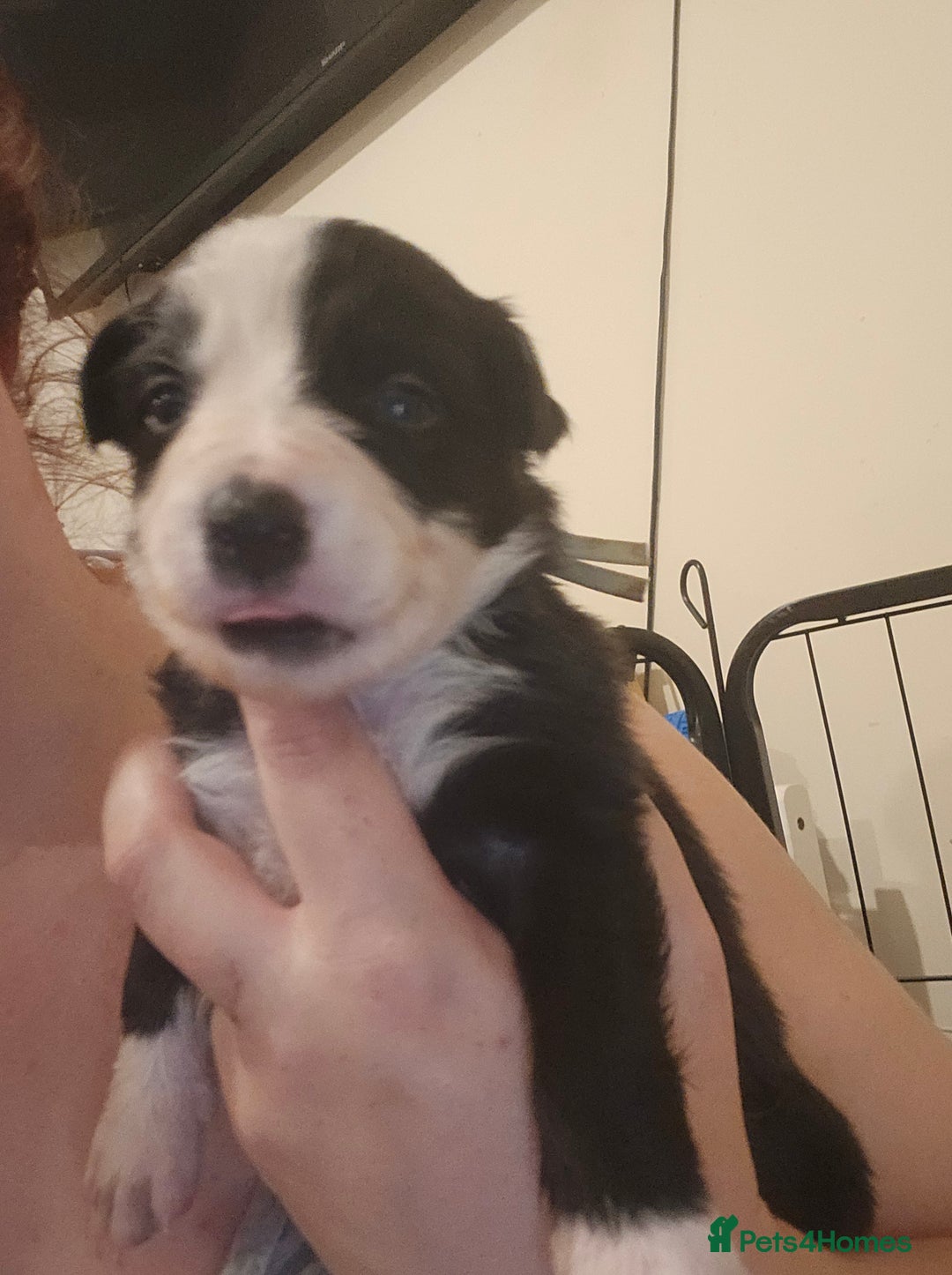 Border Collie dogs for sale: bored collie puppies  - Image 13
