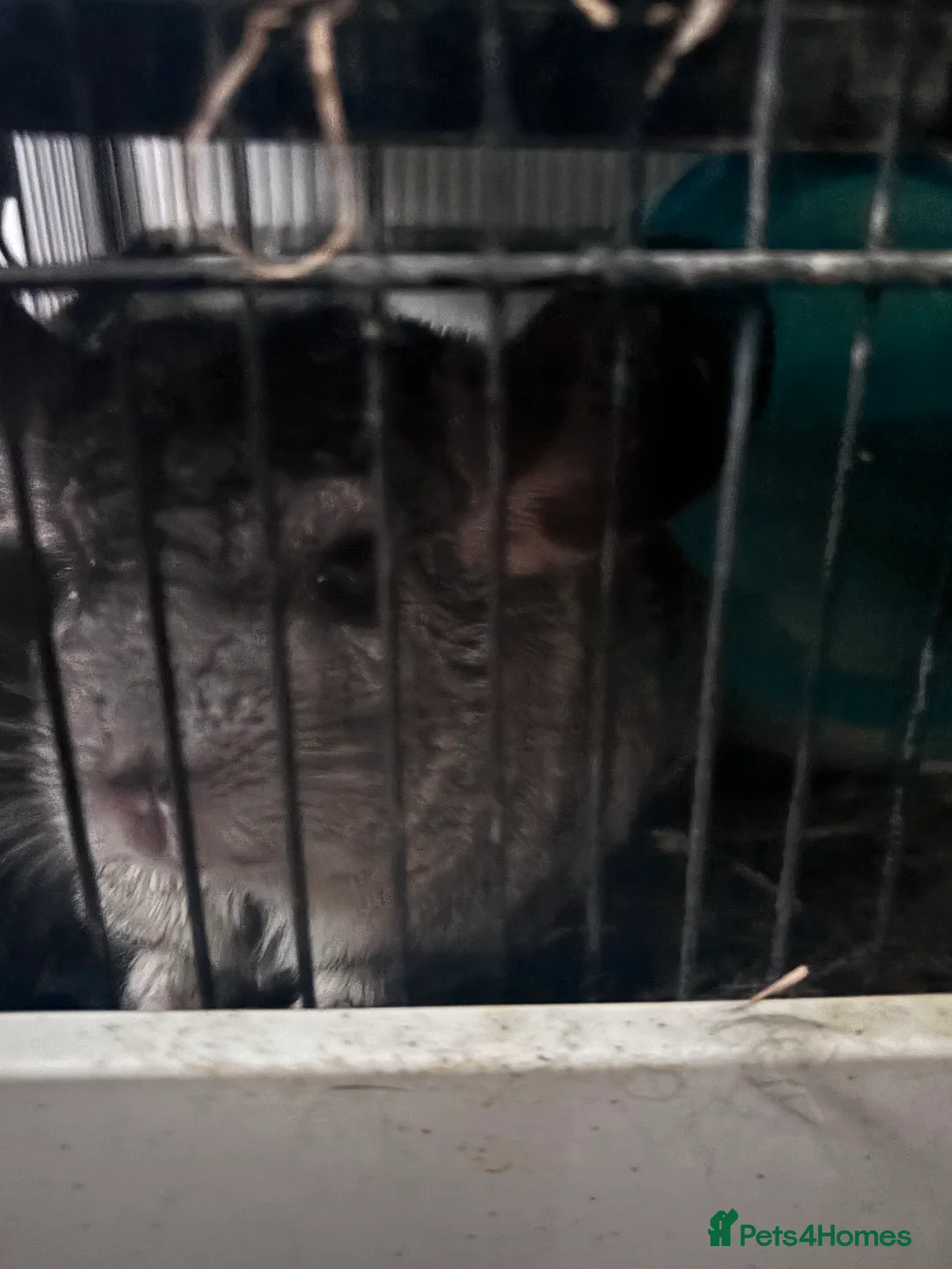 Chinchilla rodents for sale: Chinchilla  - Advert 2