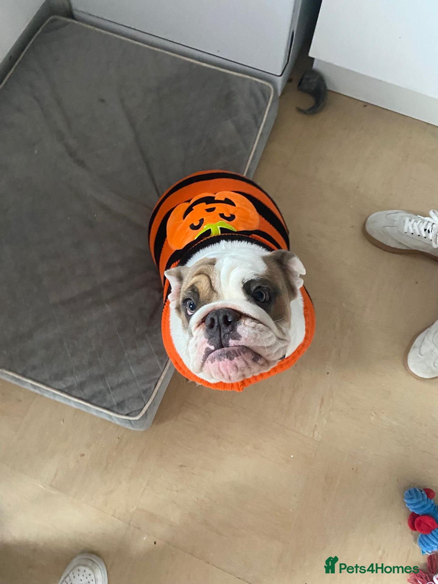 English Bulldog dogs 7 month old female english bulldog  - Advert 1