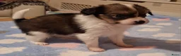 Papillon dogs for sale: Fully Health Tested Papillon Puppies for Sale - Advert 9