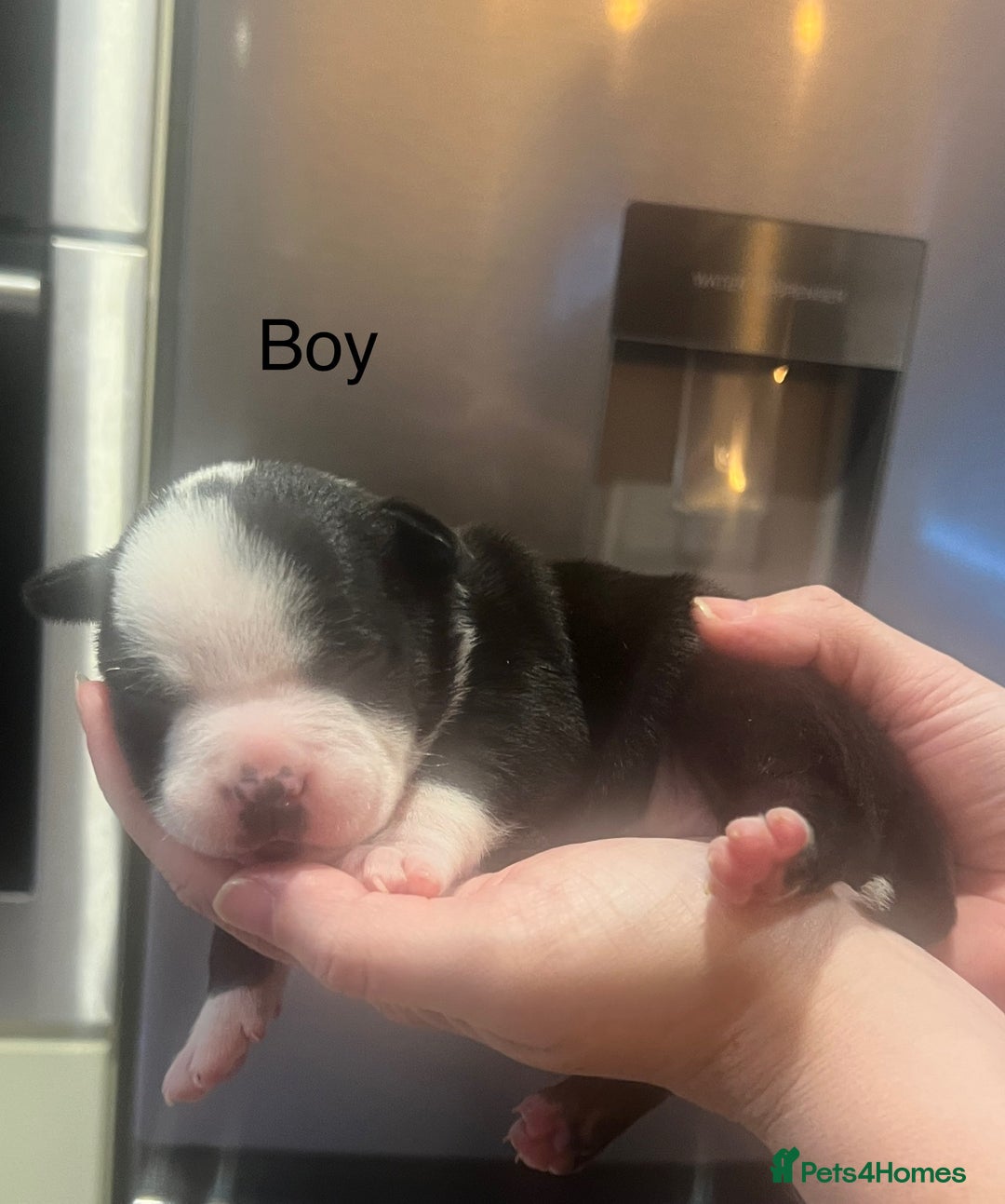 American Bully dogs for sale: ABKC Pocket Bully pups for sale!  - Image 7