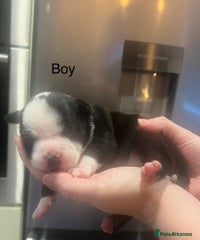 American Bully Puppy 9