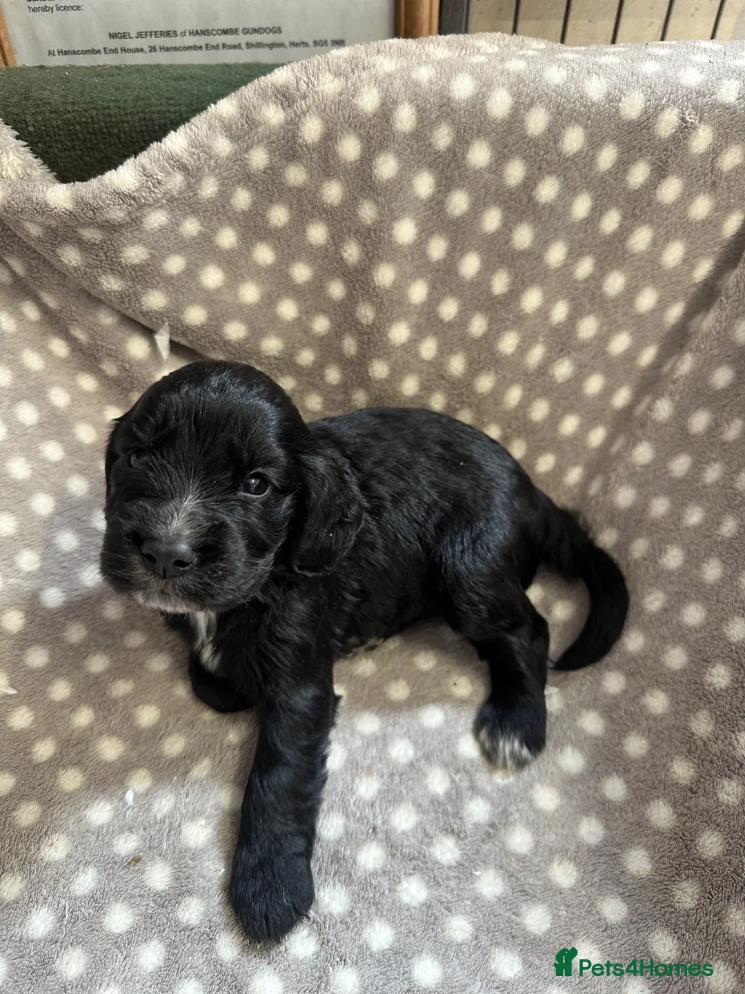 Cocker Spaniel dogs for sale: Working cocker spaniel puppies  - Advert 2