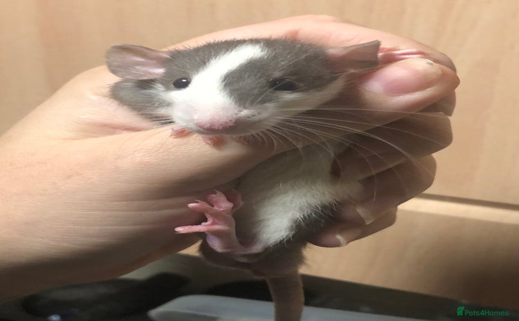 Rat rodents - Advert 12