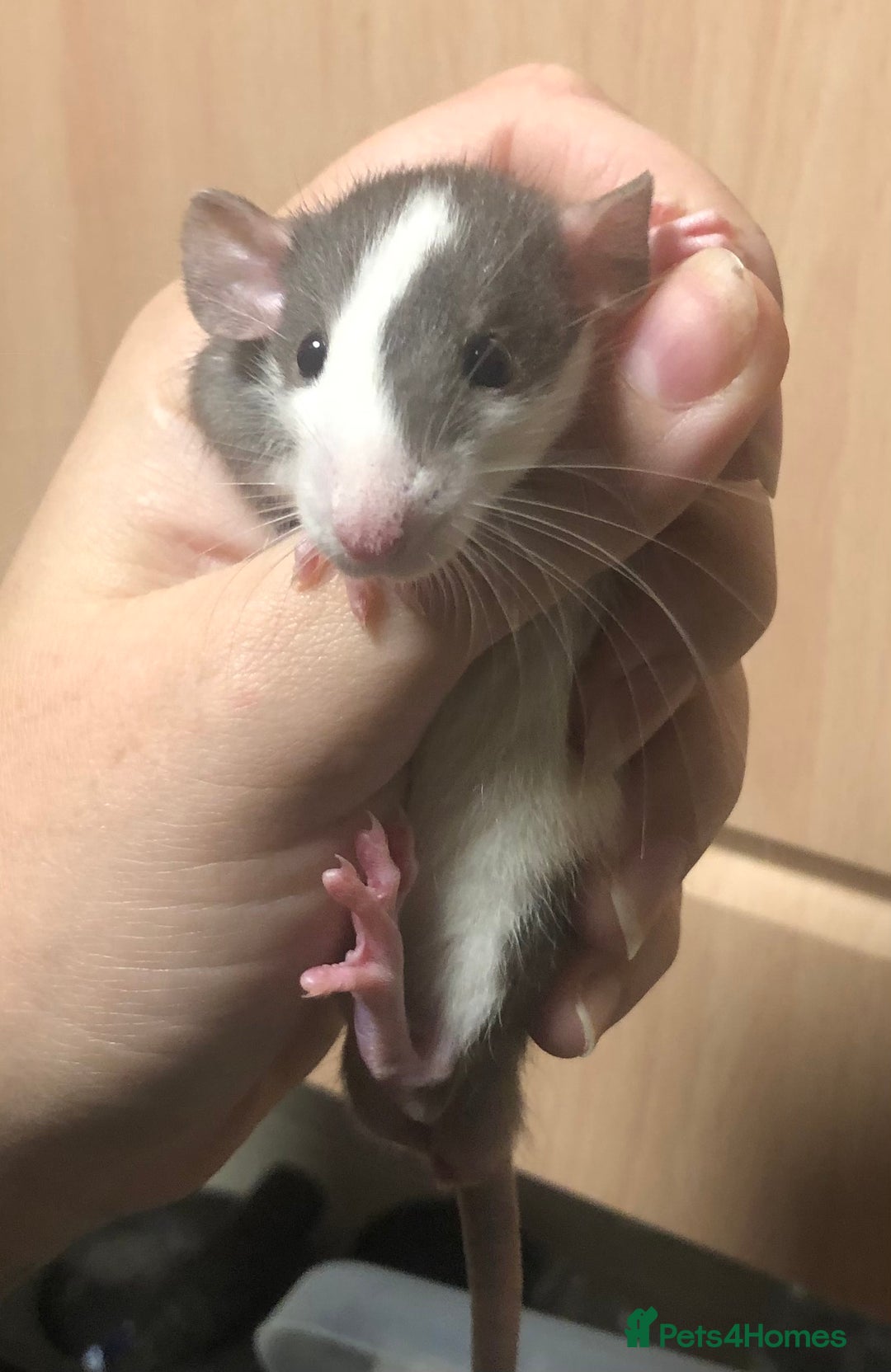 Rat rodents for sale: Baby dumbo rats - Image 1