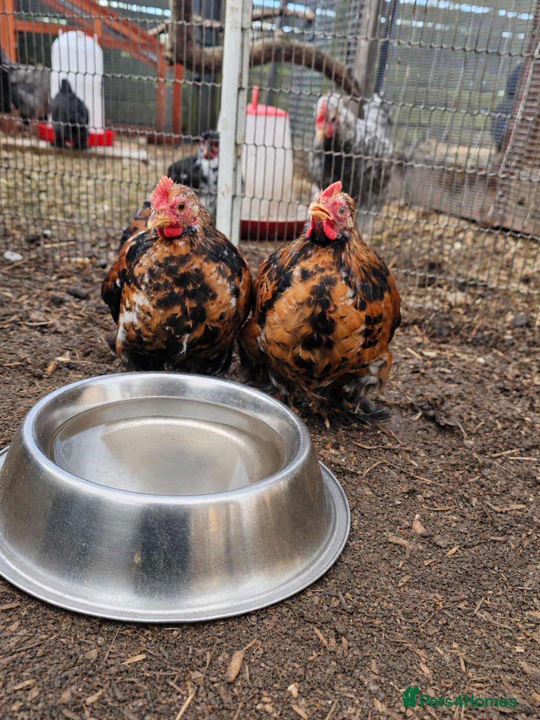 Chickens poultry for sale: 12 week old cockerels - Advert 6