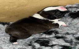 Boston Terrier dogs for sale: Female Boston Terrier - Image 3