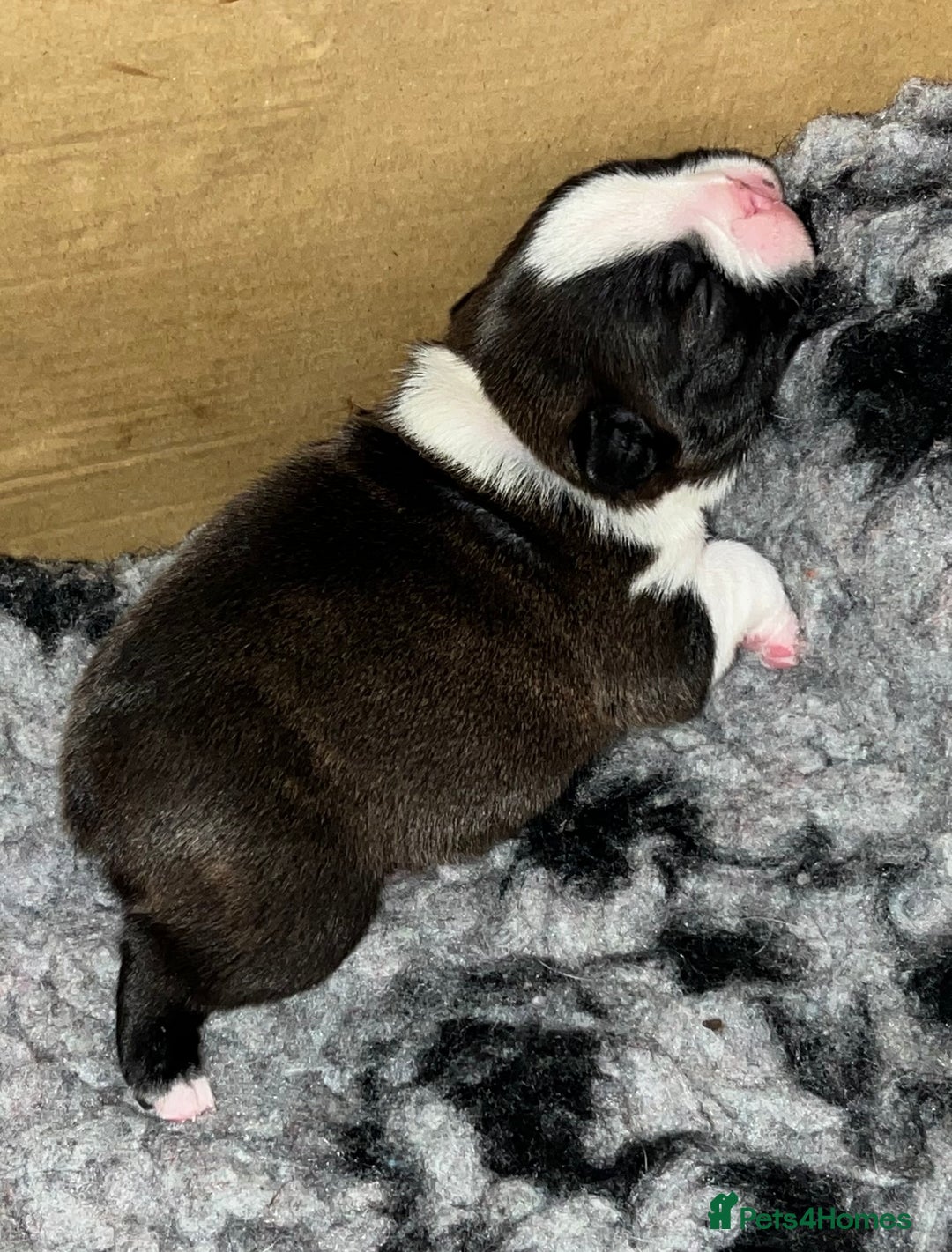 Boston Terrier dogs for sale: Female Boston Terrier - Image 3