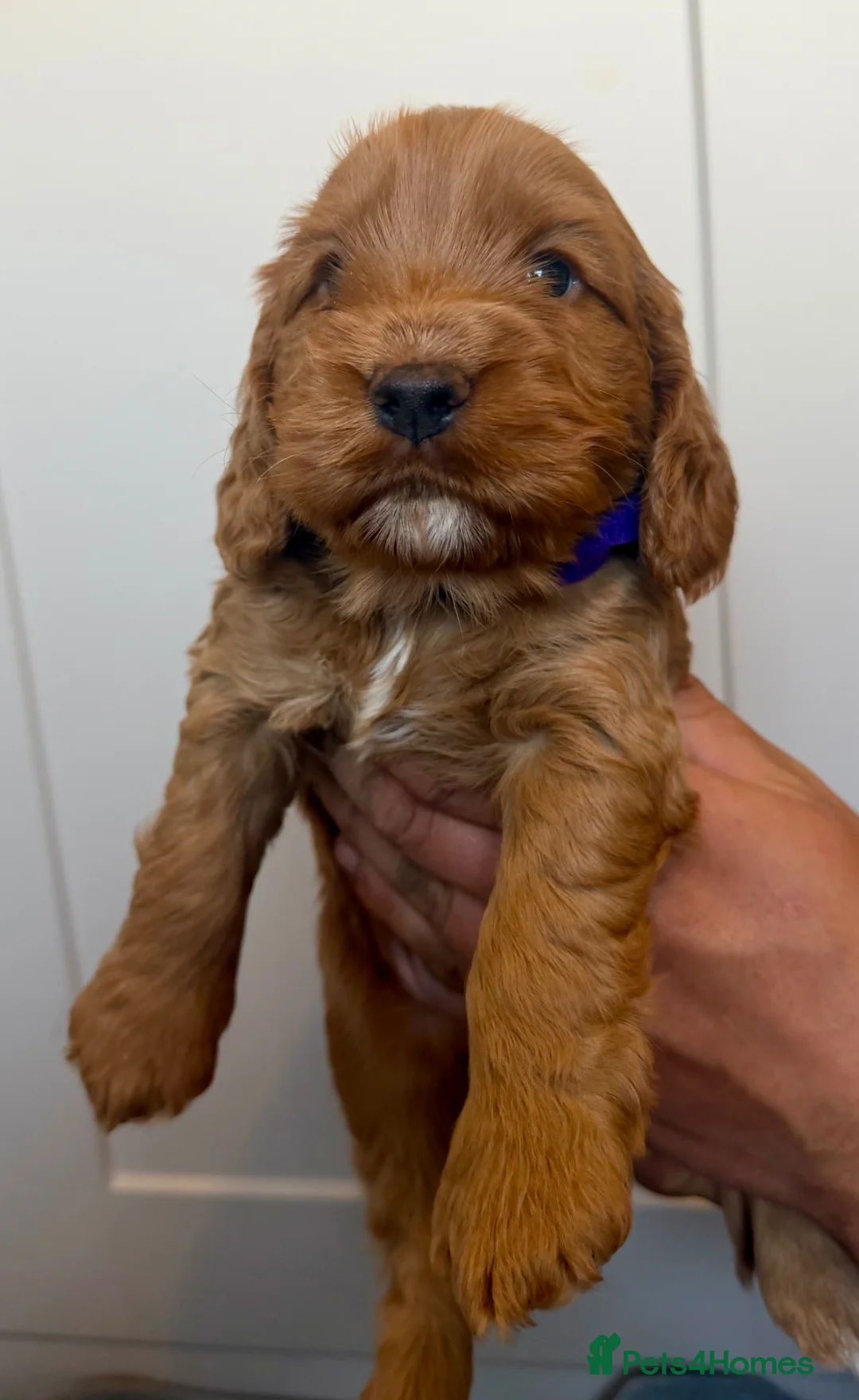 Cockapoo dogs for sale: Cockapoo puppies for sale. Ready in 4weeks  - Advert 1