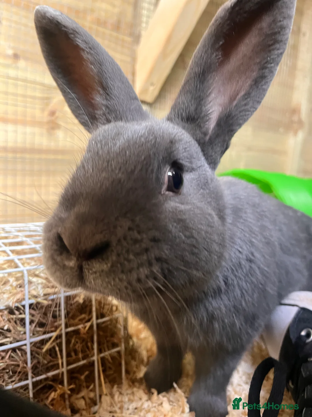 Mixed Breed rabbits for sale: Meet our lovely Ross. - Advert 9