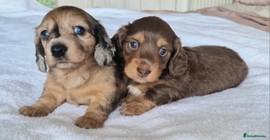 Miniature Dachshund dogs - Advert 8