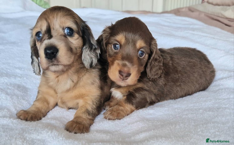 Miniature Dachshund dogs - Advert 13