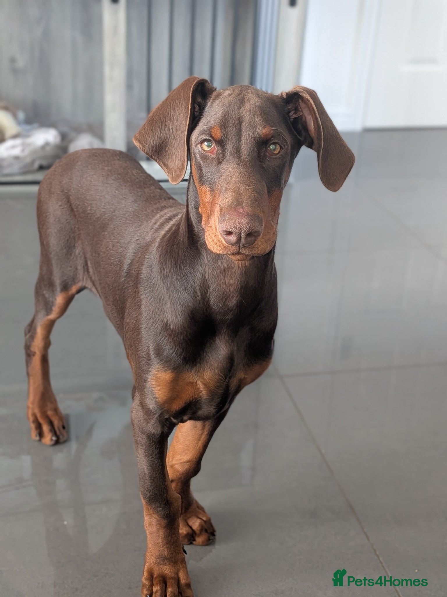 Dobermann dogs Doberman pup - Advert 3