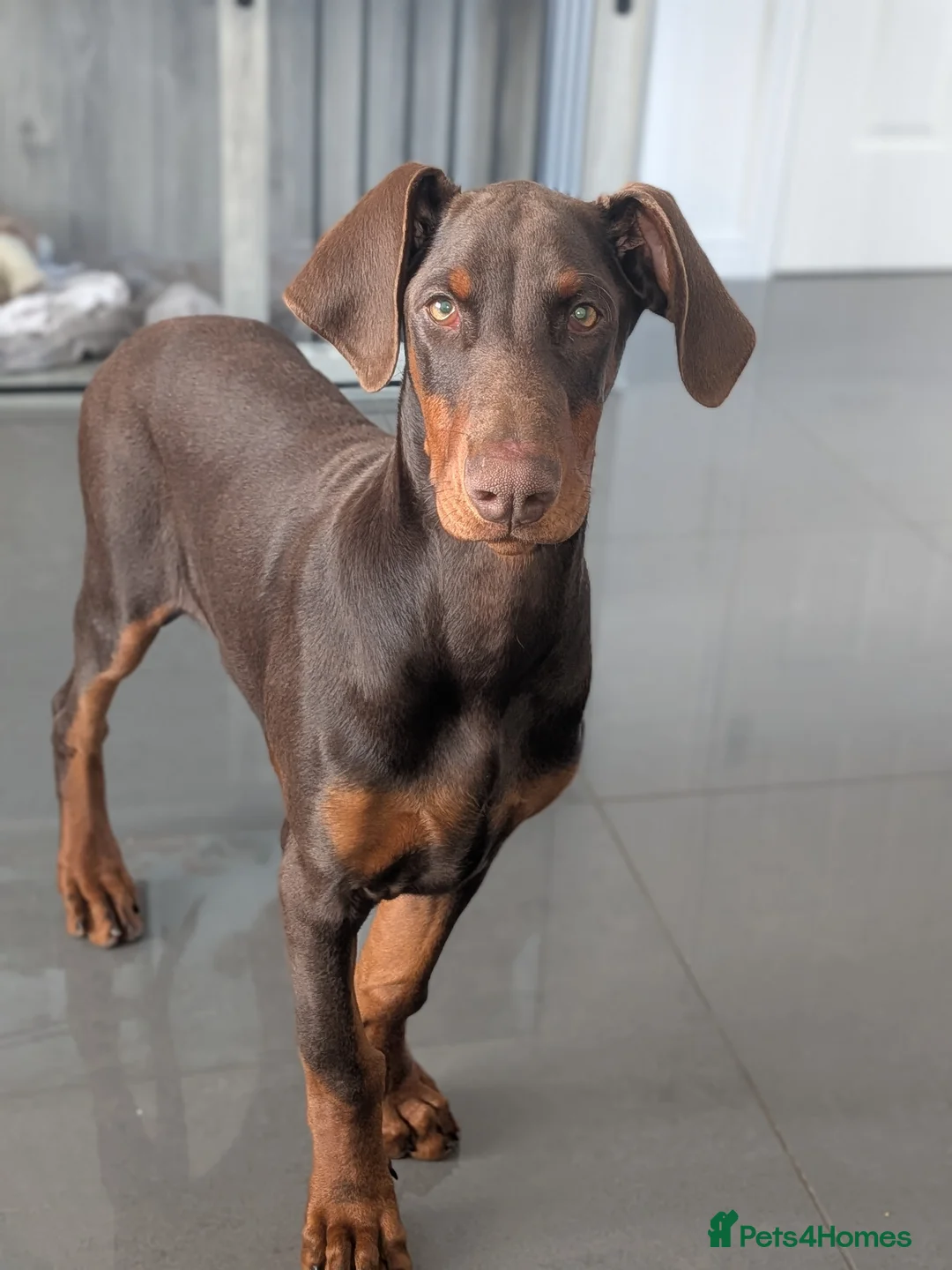 Dobermann dogs for sale: Doberman pup in Glasgow - Advert 1
