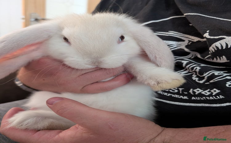 French Lop rabbits - Advert 14