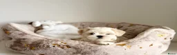 Maltese dogs for sale: 🎀 Last Tiny Korean Maltese Girl Available 🎀 - Advert 7