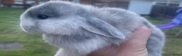 Mini Lop rabbits for sale: Gorgeous baby mini lops  - Advert 18