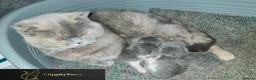 British Shorthair cats for sale: GCCF REGISTERED CHUNKY BRITISH SHORTHAIR KITTENS  - Advert 8